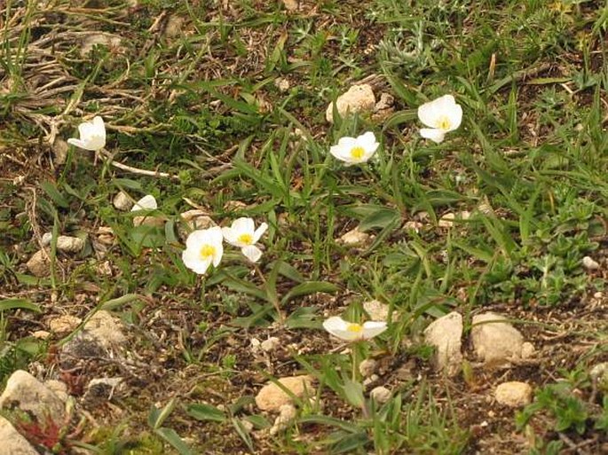 Ranunculus amplexicaulis