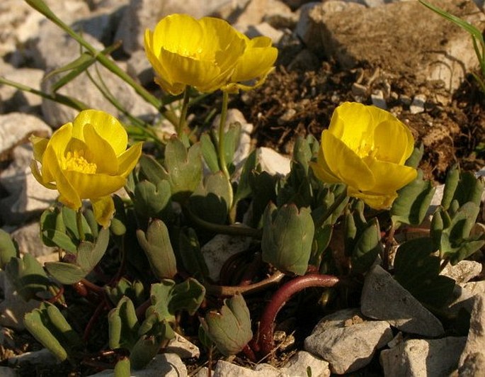 Ranunculus brevifolius