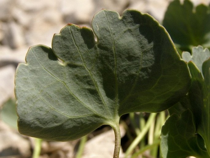 Ranunculus brevifolius