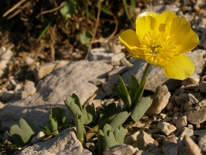 Ranunculus brevifolius