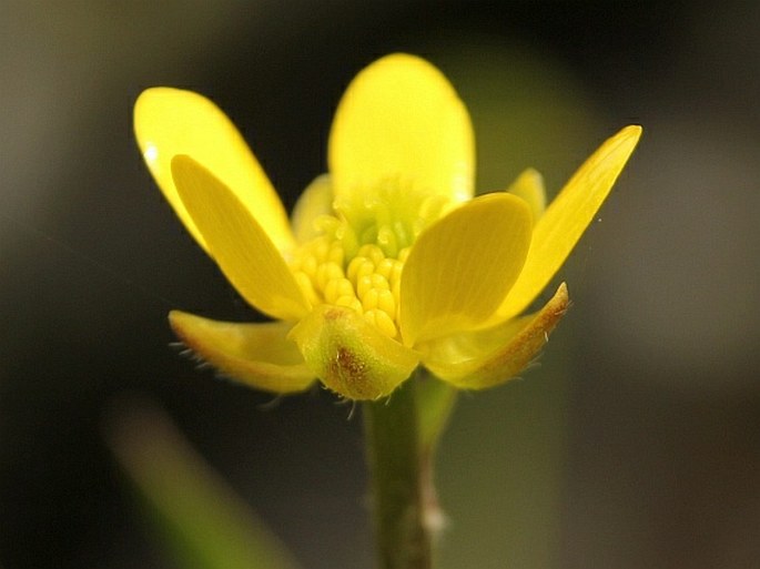 RANUNCULUS PEDUNCULARIS Sm. - pryskyřník / iskerník