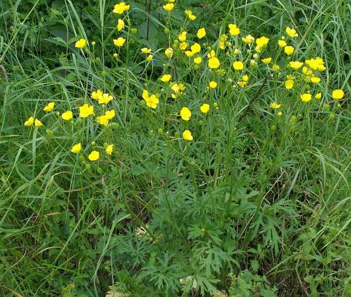 Ranunculus polyanthemos