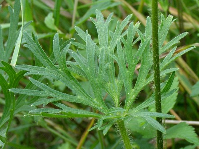 Ranunculus polyanthemos