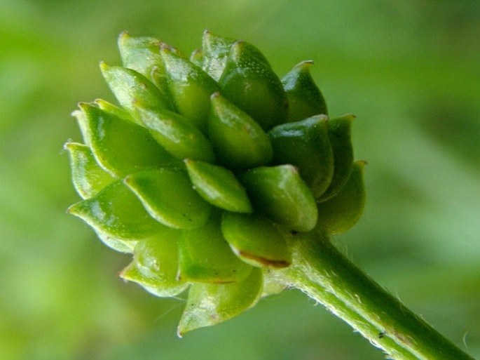 Ranunculus polyanthemos