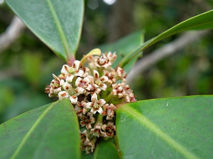 RAPANEA MELANOPHLOEOS (L.) Mez