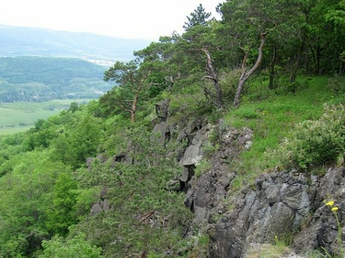 Doupovská pahorkatina, Rašovické skály - přírodní památka