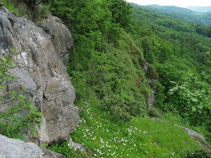 Rašovické skály