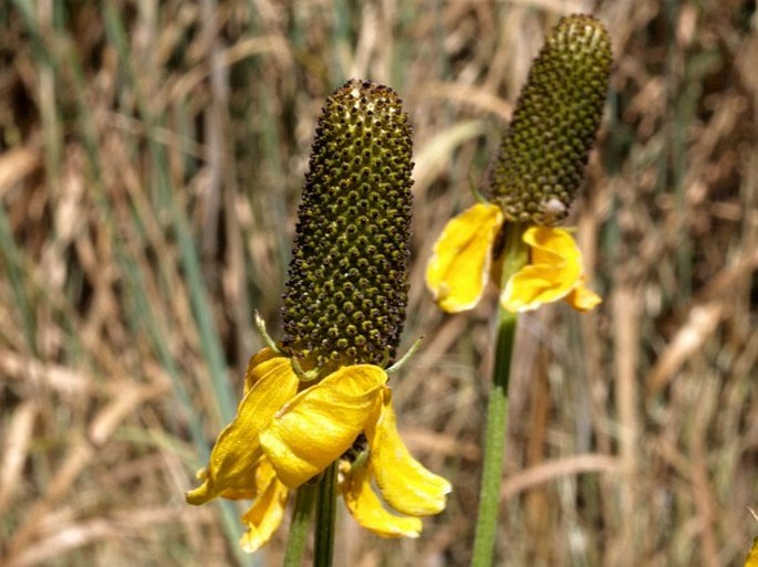 Ratibida columnifera