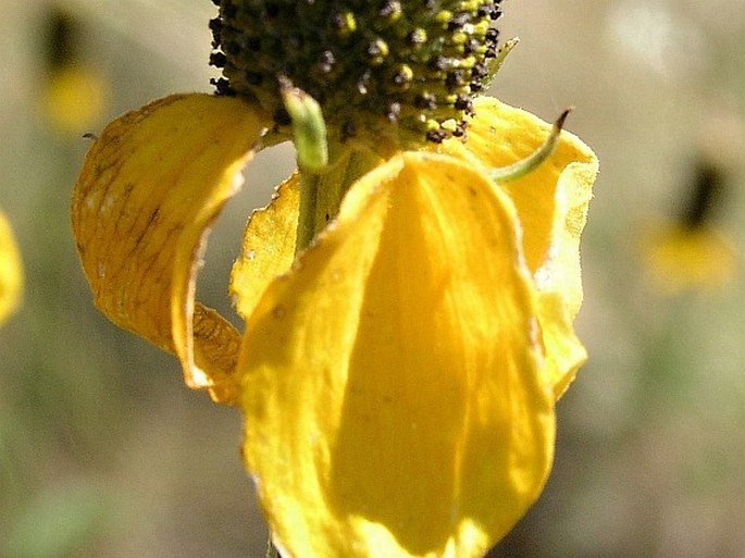 Ratibida columnifera