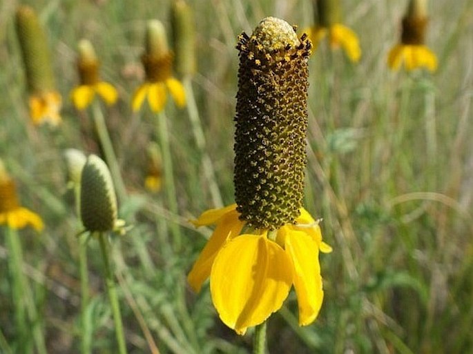 RATIBIDA COLUMNIFERA (Nutt.) Wooton et Standl.