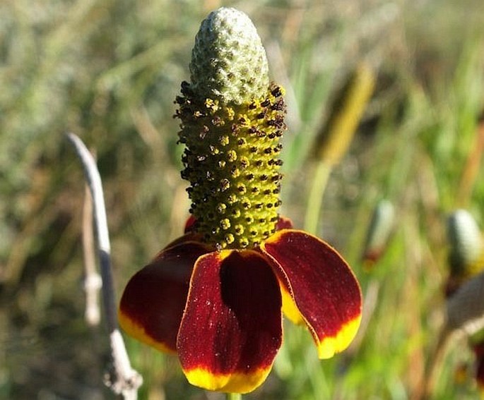 Ratibida columnifera