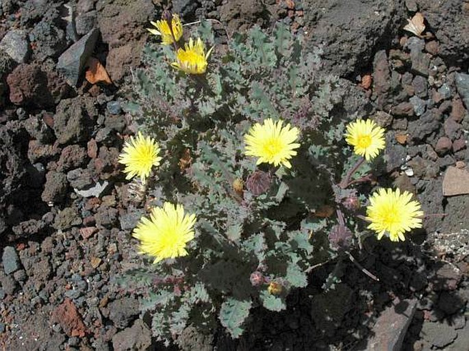 REICHARDIA LIGULATA (Vent.) G. Kunkel et Sunding