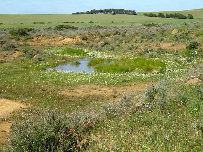 Renosterveld