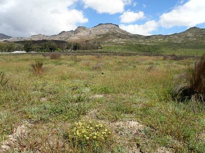 Renosterveld