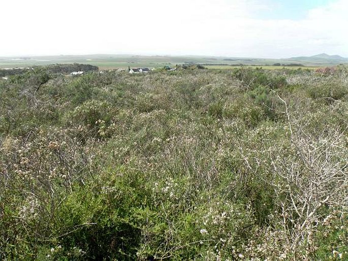 Renosterveld