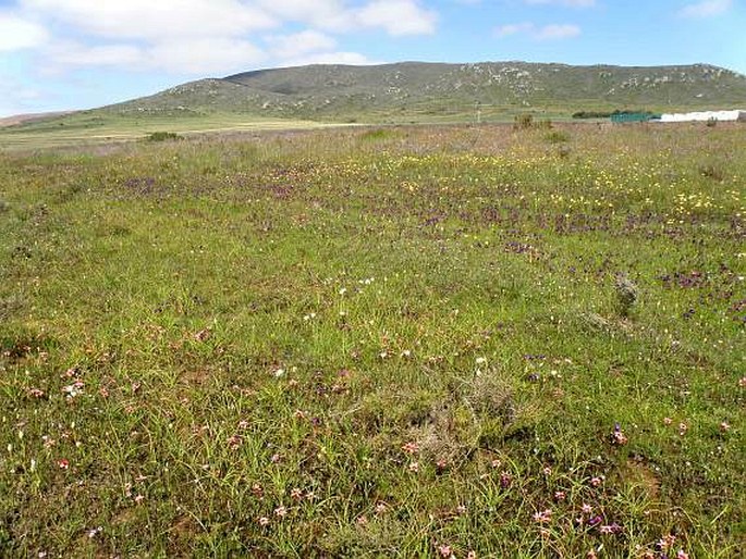 Renosterveld