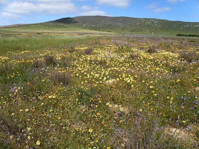 Renosterveld