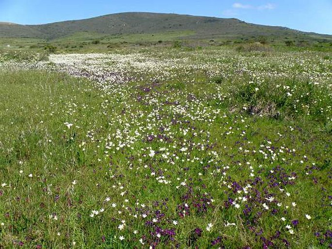 Renosterveld