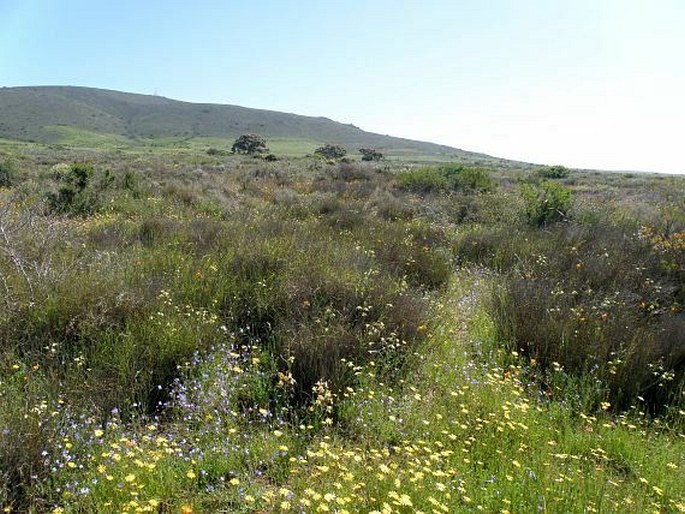 Renosterveld