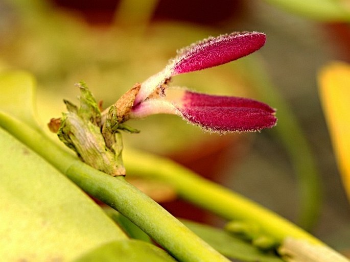 Restrepiella ophiocephala