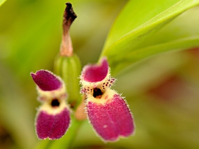 Restrepiella ophiocephala