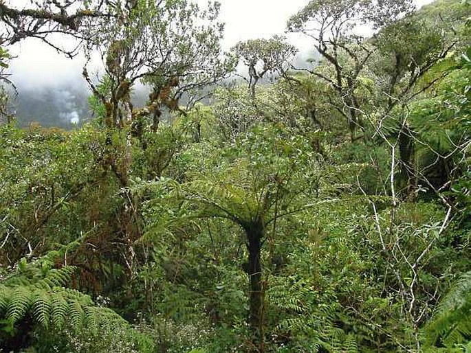 Réunion