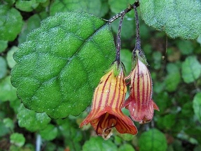 Rhabdothamnus solandri