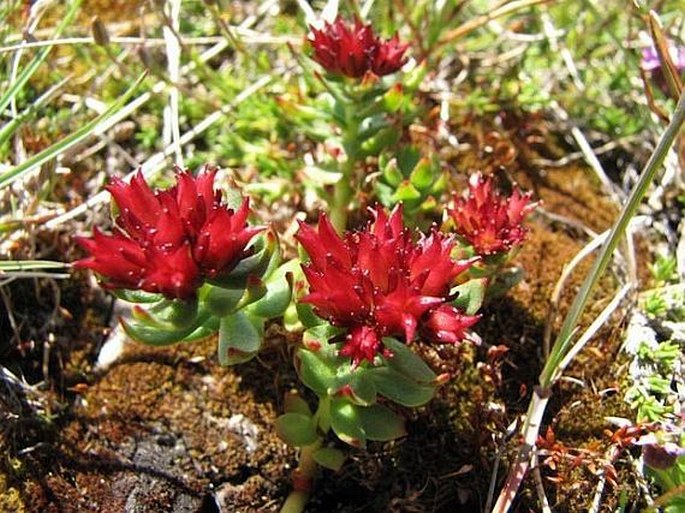 Rhodiola integrifolia subsp. integrifolia