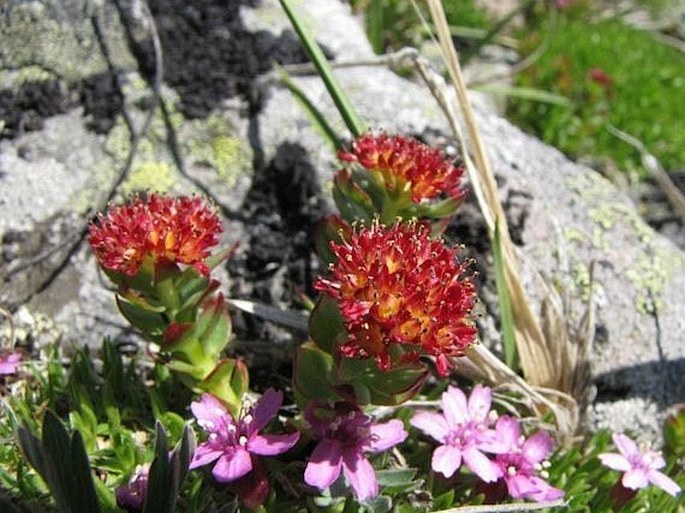 Rhodiola integrifolia subsp. integrifolia