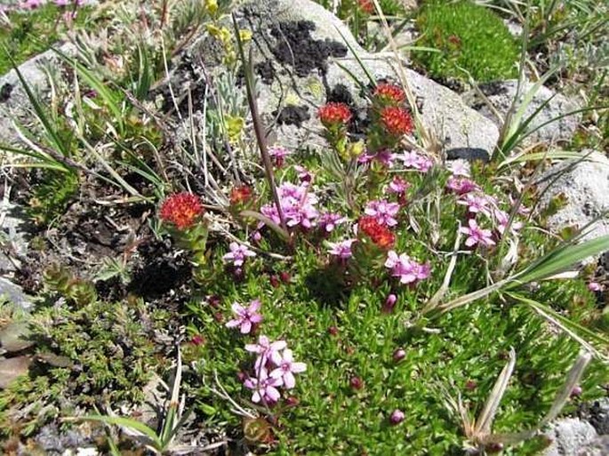 Rhodiola integrifolia subsp. integrifolia