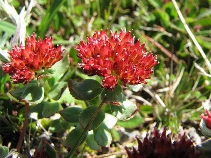 Rhodiola integrifolia subsp. integrifolia