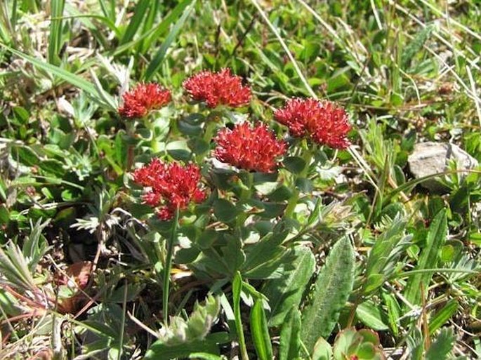 Rhodiola integrifolia subsp. integrifolia