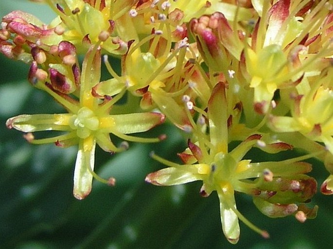 Rhodiola rosea