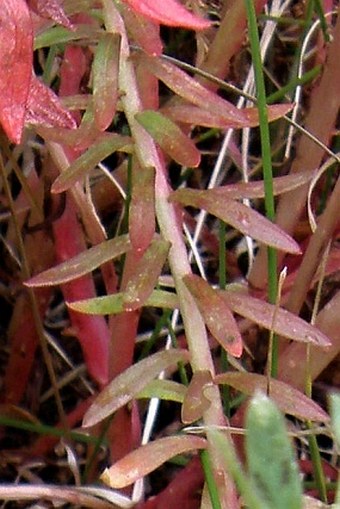 Rhodiola rhodantha