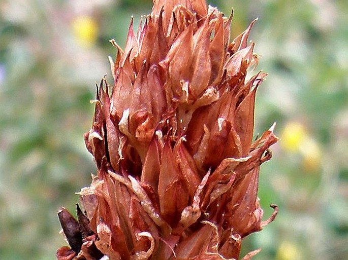 Rhodiola rhodantha