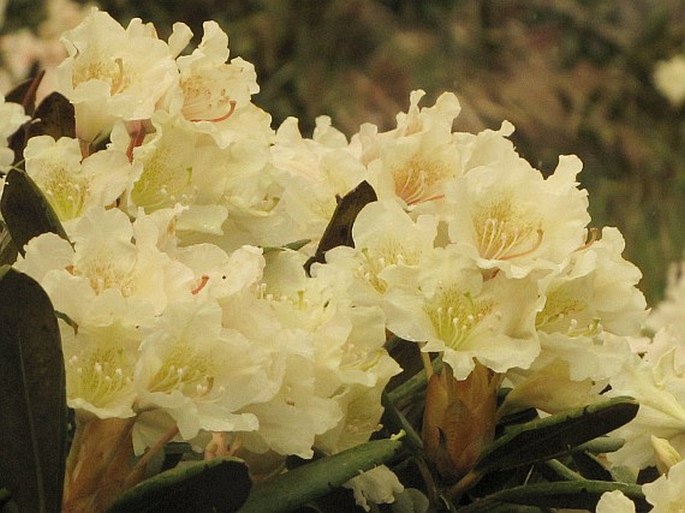 Rhododendron caucasicum