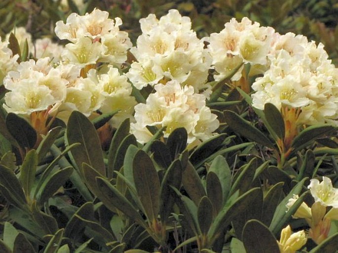 Rhododendron caucasicum