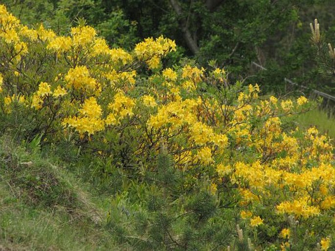 Rhododendron luteum