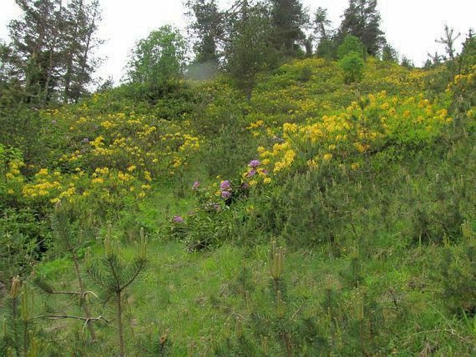 Rhododendron ponticum