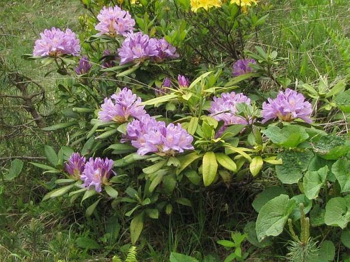 Rhododendron ponticum