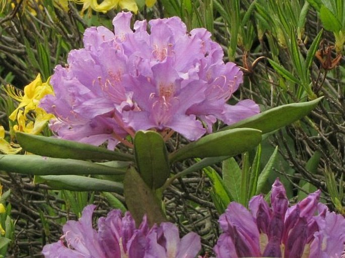 Rhododendron ponticum