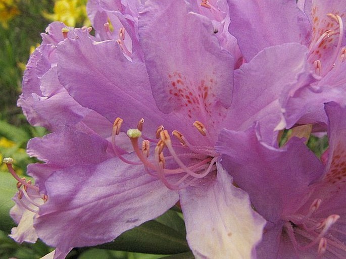 Rhododendron ponticum