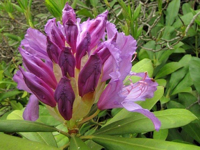 Rhododendron ponticum