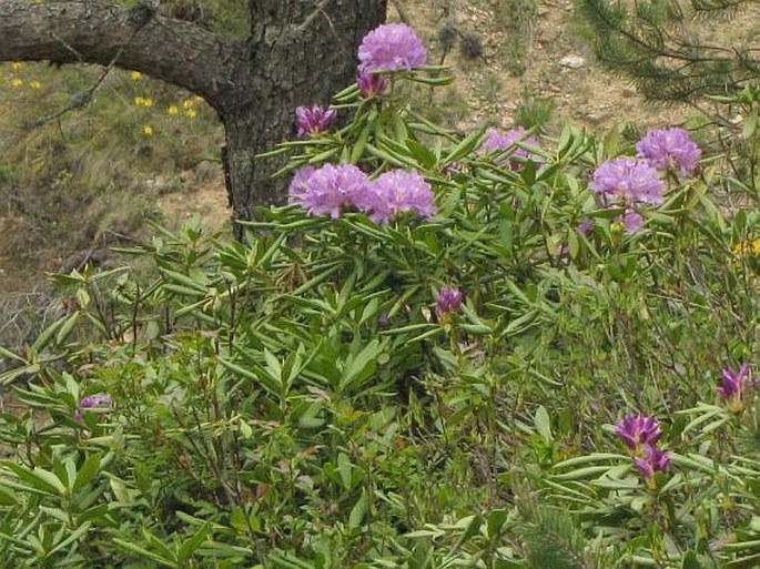 Rhododendron ponticum