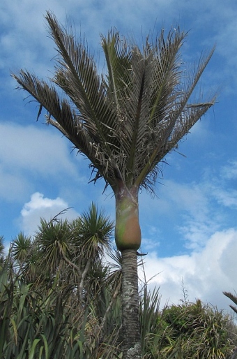 Rhopalostylis sapida