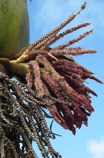 Rhopalostylis sapida