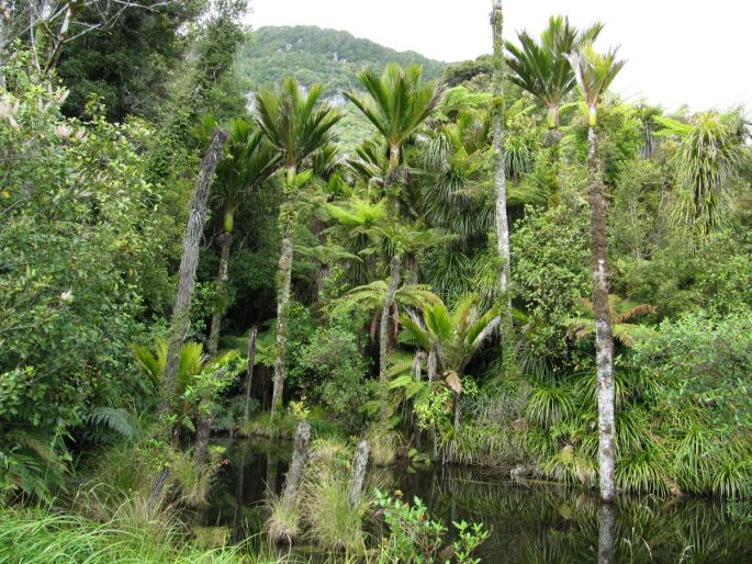 Rhopalostylis sapida