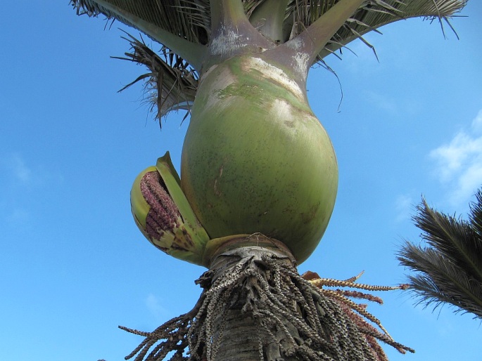 Rhopalostylis sapida