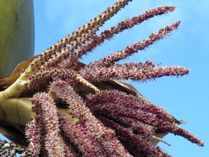 Rhopalostylis sapida