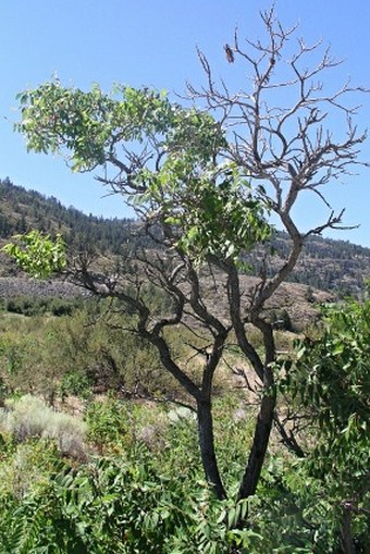 Rhus glabra